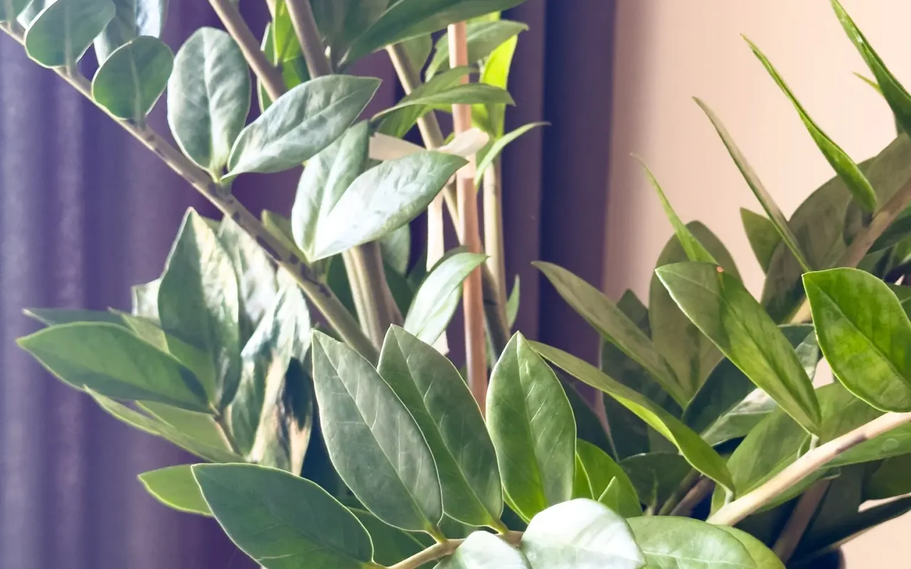 Apartmani Relax Residence Golubac 12