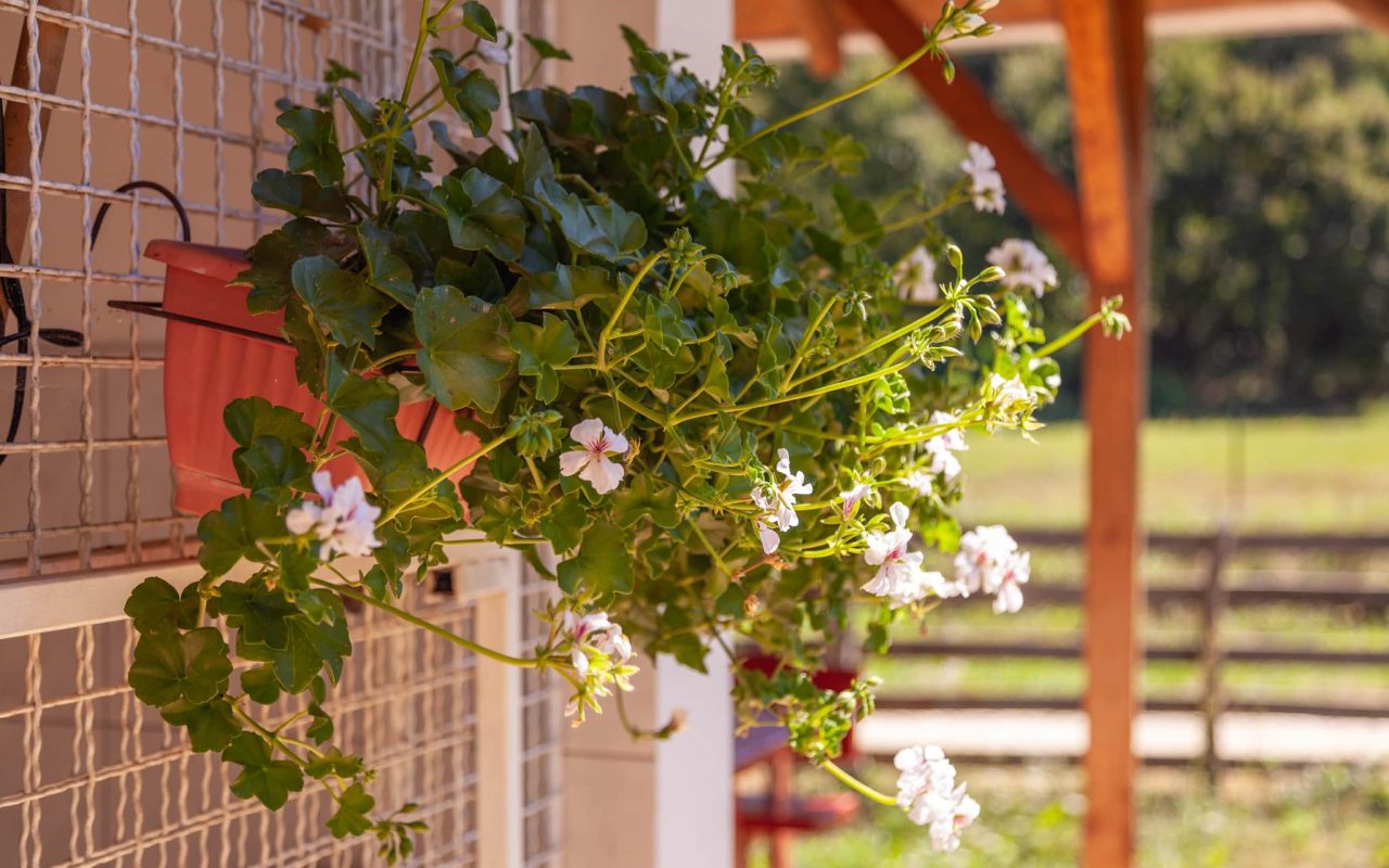 Kamping Asin Dobra 2